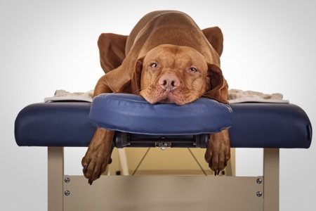animal physical therapy schools