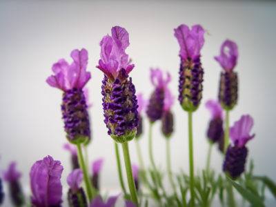 bach flower 